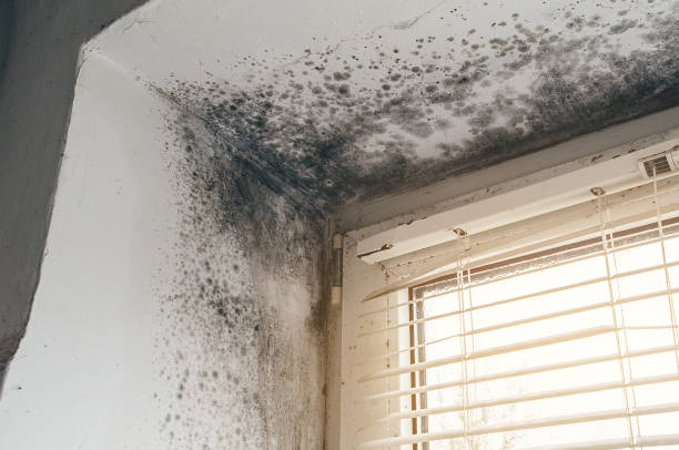 Affordable Mold Removal solutions in Long Branch, NJ